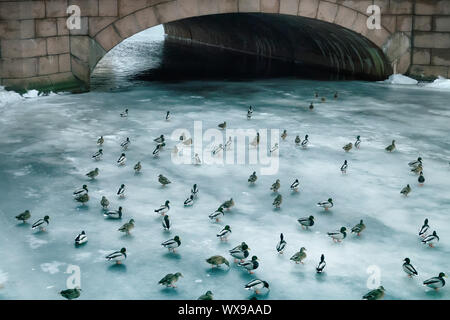 Grande accumulo di anatre in inverno sul ghiaccio del serbatoio. Foto Stock