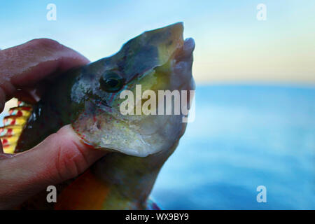 Long-striped wrasse (Symphodus tinca) dal Mar Nero Foto Stock