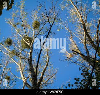 alberi in autunno Foto Stock