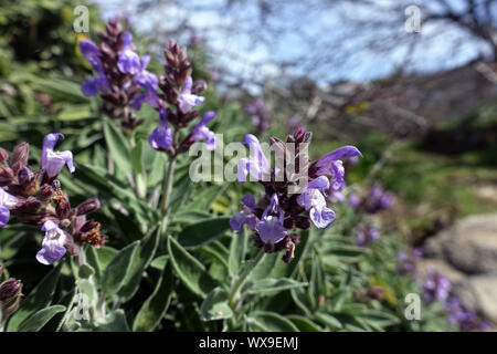 In canarie salvia (Salvia canariensis), endemica nelle isole Canarie Foto Stock