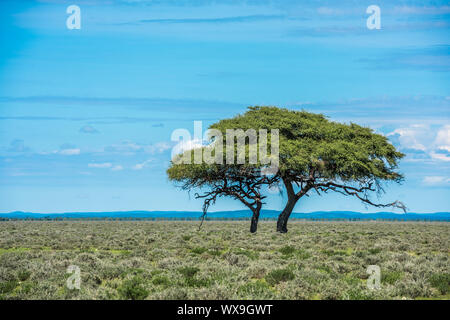 Albero nella savana, classico paesaggio africano immagine Foto Stock