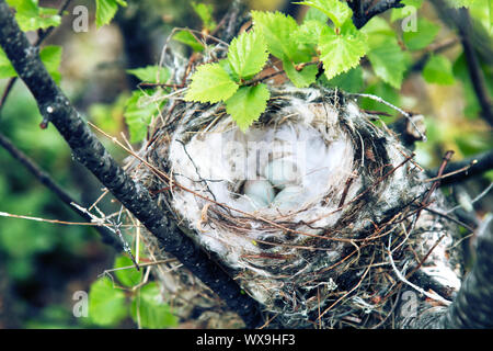 Accogliente redpoll artico (Acanthis hornemanni) nido Foto Stock