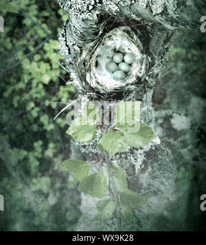 Accogliente redpoll artico (Acanthis hornemanni) nido Foto Stock