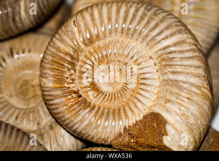 Le gemme, conchiglie e pietre semi-preziose con bellissimi colori Foto Stock