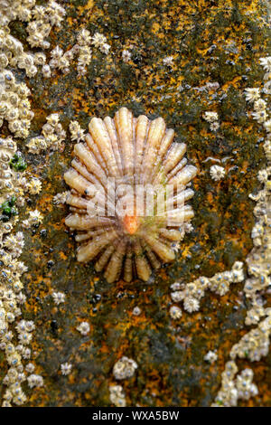 Cirripedi su una roccia nel mare Foto Stock