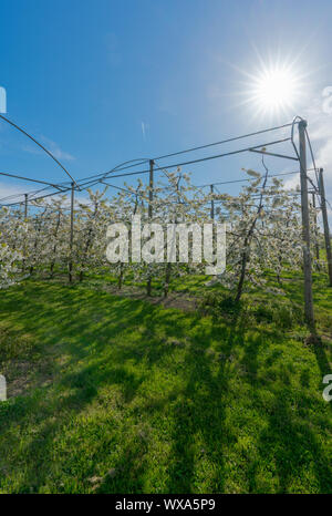 Vista verticale di righe di fioritura a bassa stelo meli in un frutteto con bright white blossoms wi Foto Stock