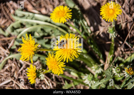 Dandelion flowers are visited by insects Foto Stock