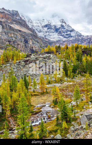 I larici girando golden su laghetti di montagna Yukness in background sul lago O'Hara nelle Montagne Rocciose Canadesi del Parco Nazionale di Yoho. Foto Stock