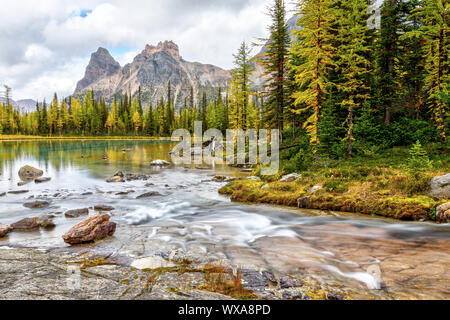 I larici girando golden su laghetti di montagna Yukness in background sul lago O'Hara nelle Montagne Rocciose Canadesi del Parco Nazionale di Yoho. Foto Stock