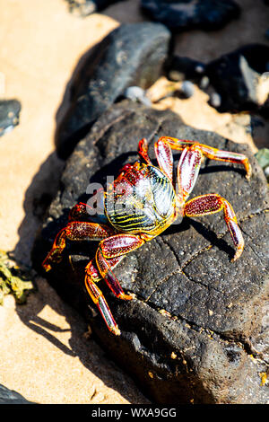Il granchio colorate sulla parte superiore di una pietra di Fernando de Noronha, Brasile Foto Stock