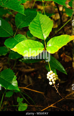 Poison Ivy piante che crescono nella foresta - comune pianta velenosa in America del Nord Foto Stock