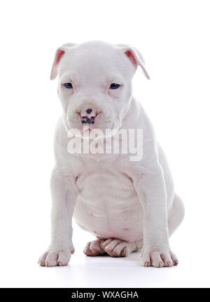 American Staffordshire Terrier Puppy Dog sitter, colpo verticale Foto Stock