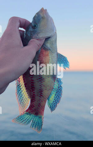 Long-striped wrasse (Symphodus tinca) dal Mar Nero Foto Stock