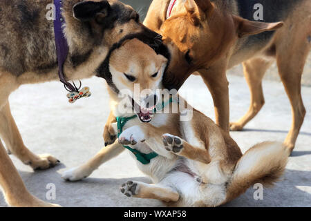 Shiba Inu cane giocando con due altri cani Foto Stock