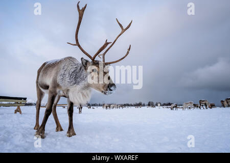 Ritratto di renne con enormi corna Foto Stock