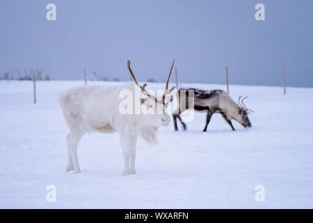 Albino renne con enormi corna Foto Stock
