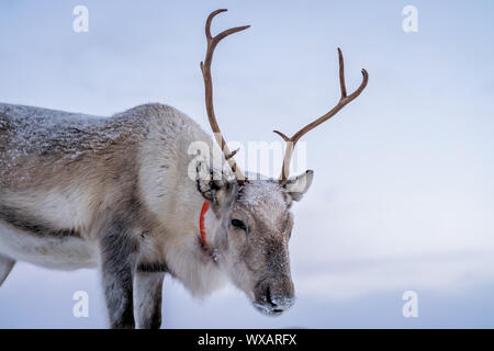 Ritratto di renne con enormi corna Foto Stock