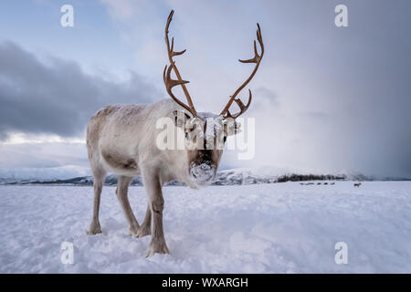 Ritratto di renne con enormi corna Foto Stock