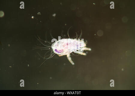Gli acari della polvere sotto il microscopio 50x Foto Stock