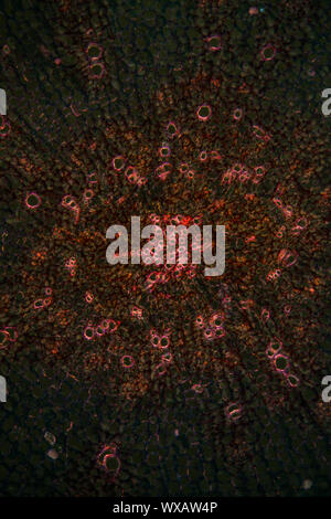 Radice di rafano sezione trasversale al microscopio 100x Foto Stock