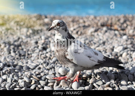 Piccione grigio su fondo di ghiaia e mare Foto Stock