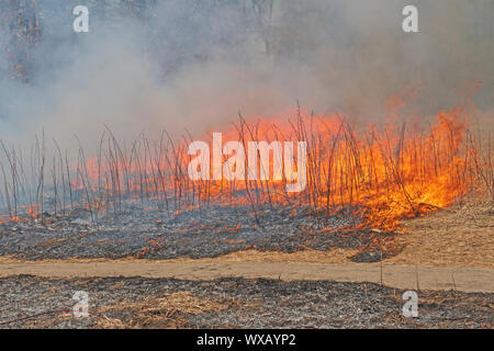 Il fuoco si muove attraverso l'Erba Prarie nella valle di primavera natura centratore in Schaumburg, Illinois Foto Stock