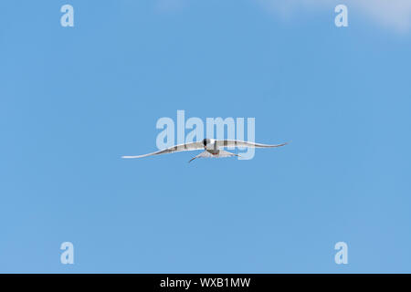 Tern comune in volo su Horicon Marsh nel Wisconsin Foto Stock