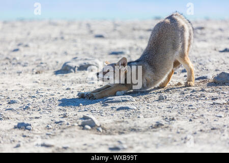 Fox in Patagonia Foto Stock