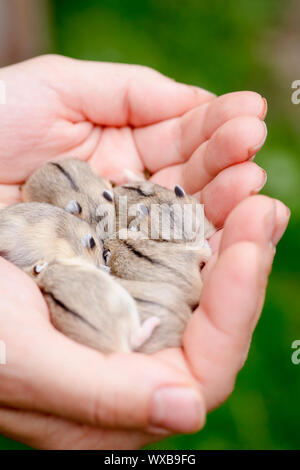 Close-up di baby criceti essendo mantenuto in mani Foto Stock