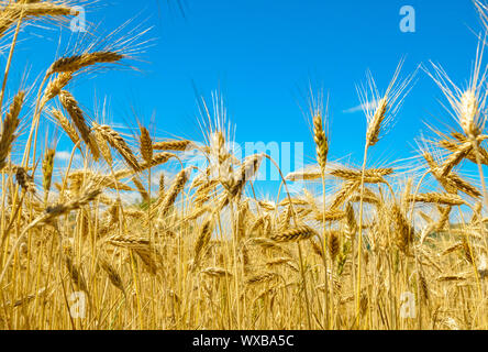 Oro campo di grano e cielo blu Foto Stock