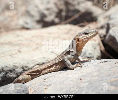 Il Gran Canarie Lucertola Gigante, Canarie Lizard, Gekko Foto Stock