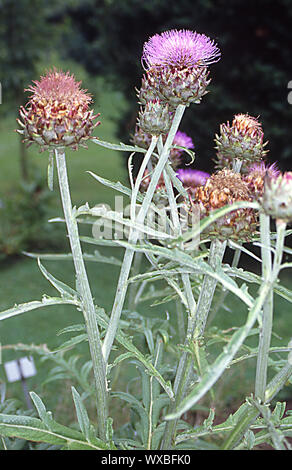 Carciofi con viola fiori cespuglioso Foto Stock