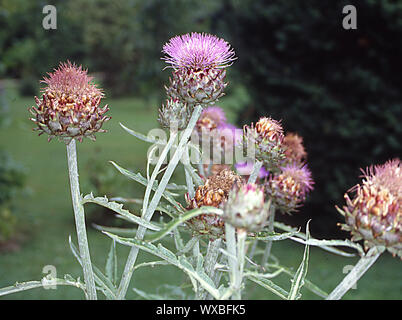 Carciofi con viola fiori cespuglioso Foto Stock