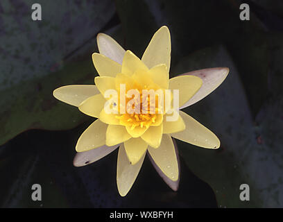 Giallo ninfee galleggianti in stagno Foto Stock