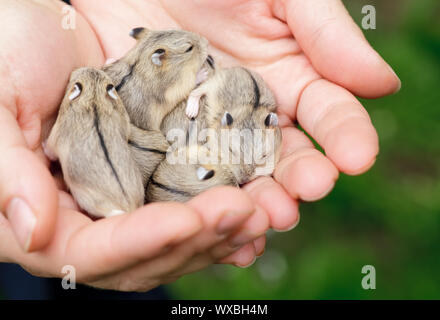 Close-up di baby criceti essendo mantenuto in mani Foto Stock