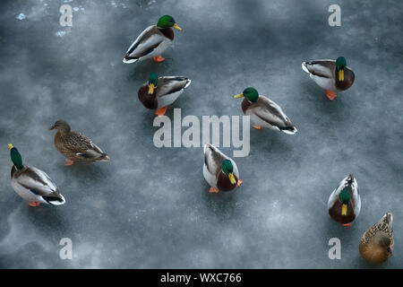 Grande accumulo di anatre in inverno sul ghiaccio del serbatoio. Foto Stock