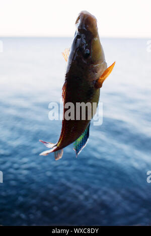 Long-striped wrasse (Symphodus tinca) dal Mar Nero Foto Stock