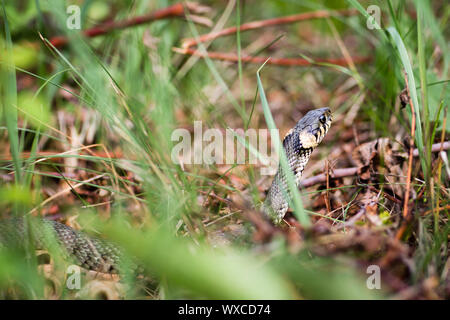 Biscia (aka Serpente d'acqua; Natrix natrix) Foto Stock