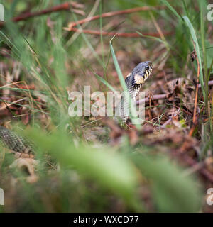 Biscia (aka Serpente d'acqua; Natrix natrix) Foto Stock