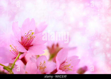 Rosa fiori di ciliegio con abstract sfondo luci Foto Stock