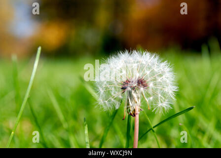 Simeone un paracadute nella forma di un anthodium di tarassaco su uno sfondo di erba verde Foto Stock