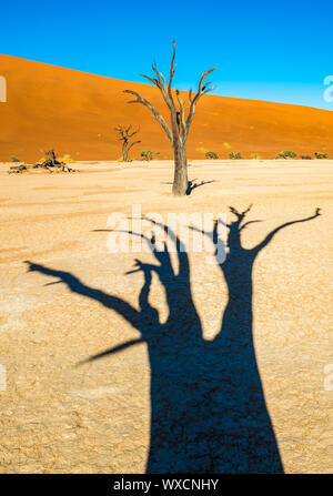 Morto alberi Camelthorn e dune rosse in Deadvlei, Sossusvlei, Namib-Naukluft National Park, Namibia Foto Stock
