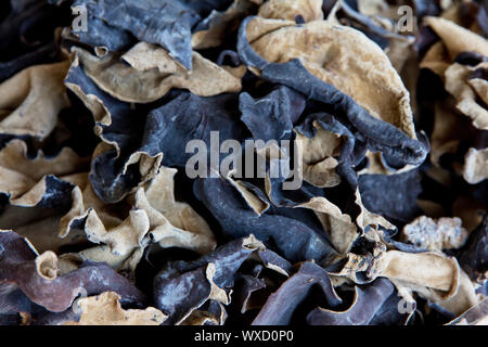 Giudeo organico s-orecchio ,funghi secchi Foto Stock