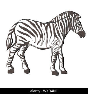 Disegnata a mano illustrazione di una zebra con infiorescenza staminifera di coda, cartoon su bianco Foto Stock