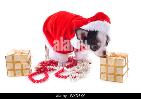 Ritratto di un vestito cucciolo chihuahua con copia spazio nel Natale di fronte a uno sfondo bianco Foto Stock