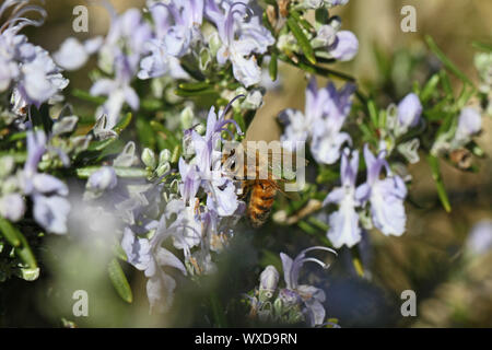 Il miele delle api nome latino apis mellifera raccogliendo il polline su un fiore di rosmarino rosmarinus officinalis in primavera in Italia Foto Stock