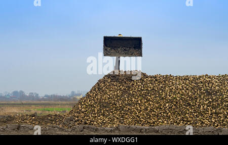 Gli agricoltori del raccolto di barbabietole da zucchero in un campo Paese Foto Stock