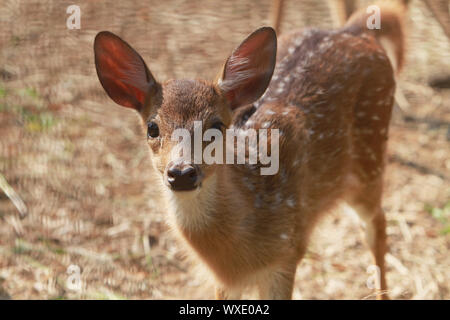 Viso carino Foto Stock