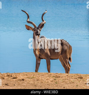 Kudu maggiore nel parco nazionale di Kruger, Sud Africa Foto Stock