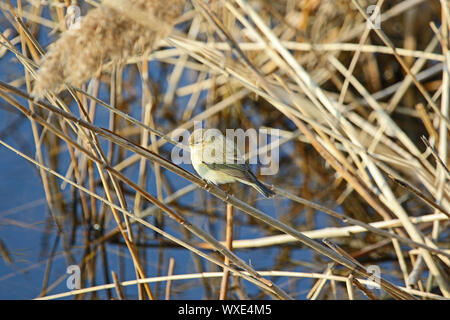 Piccolo chiffchaff latino phylloscopus collybita un tipo di foglia trillo seduto su una canna in una riserva naturale in Italia Foto Stock